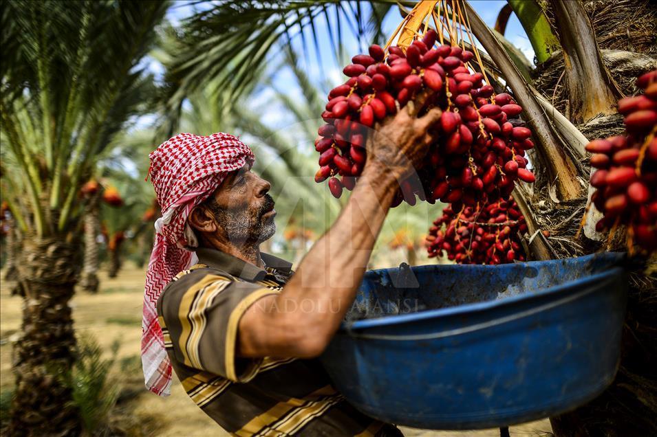 آغاز برداشت خرما در غزه
