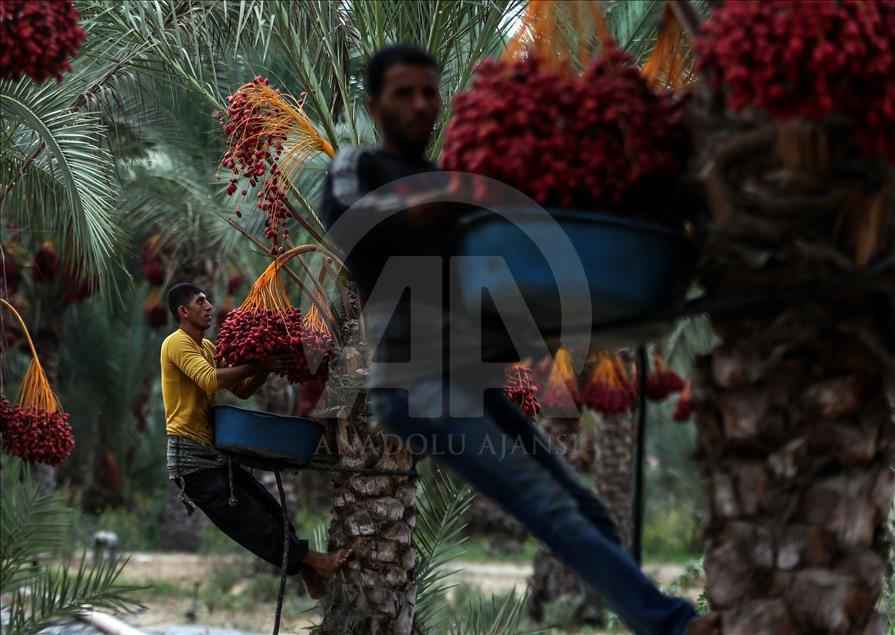 آغاز برداشت خرما در غزه
