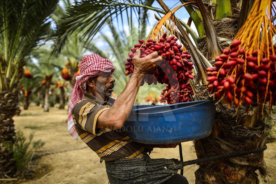 آغاز برداشت خرما در غزه
