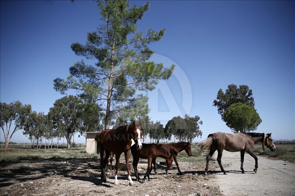 FETÖ'nün kapatılan okulunun el konulan atlar