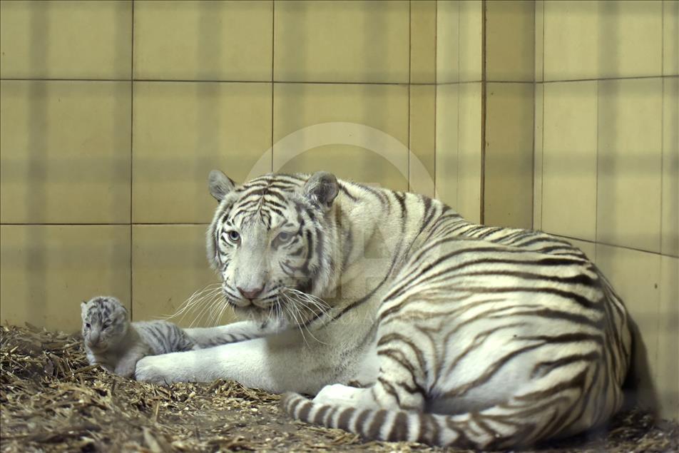 Polonya'da 4 beyaz aslan ile 3 beyaz kaplan dünyaya geldi