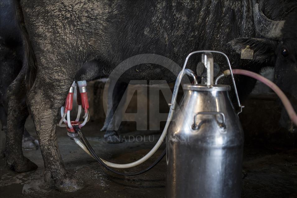 İstanbul, manda sütü üretiminin de merkezi