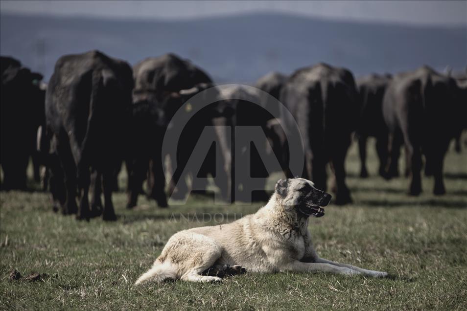İstanbul, manda sütü üretiminin de merkezi