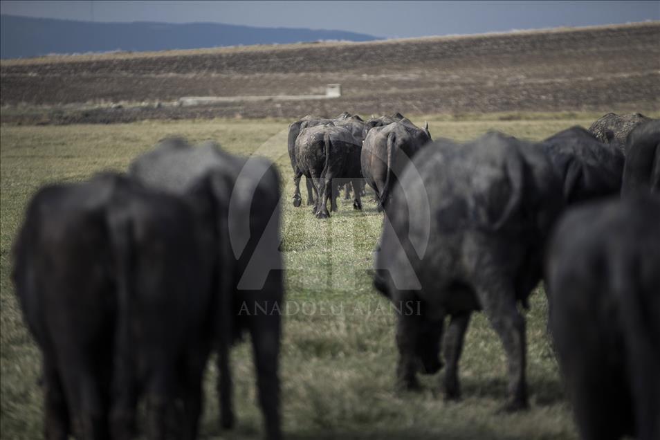 İstanbul, manda sütü üretiminin de merkezi