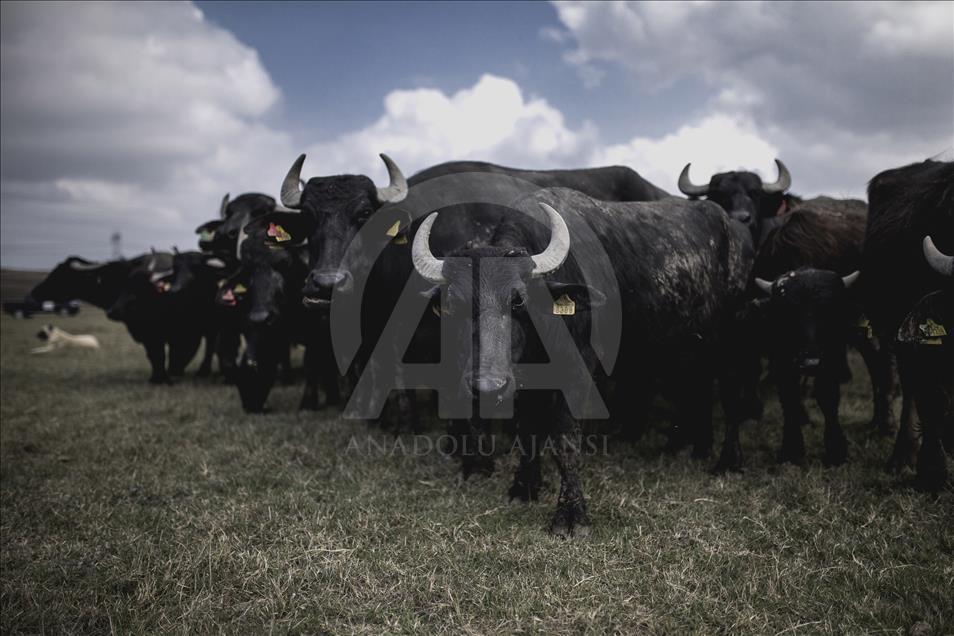 İstanbul, manda sütü üretiminin de merkezi