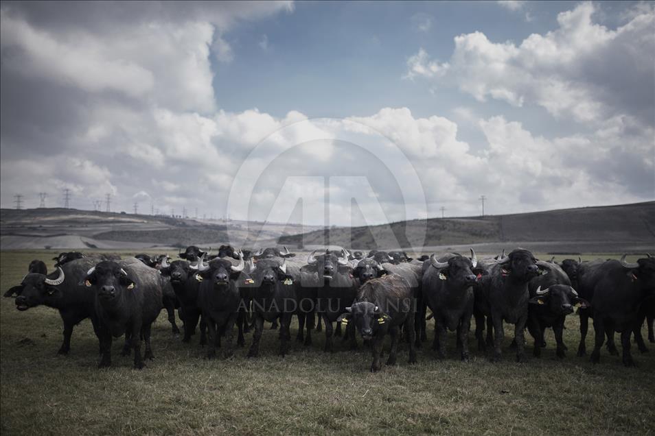 İstanbul, manda sütü üretiminin de merkezi