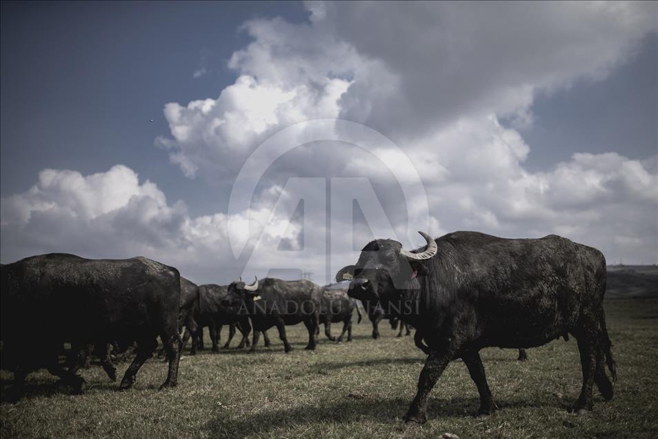 İstanbul, manda sütü üretiminin de merkezi