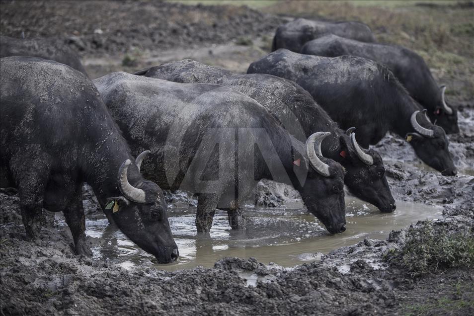 İstanbul, manda sütü üretiminin de merkezi