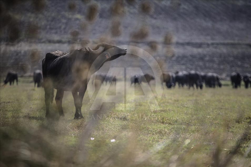 İstanbul, manda sütü üretiminin de merkezi