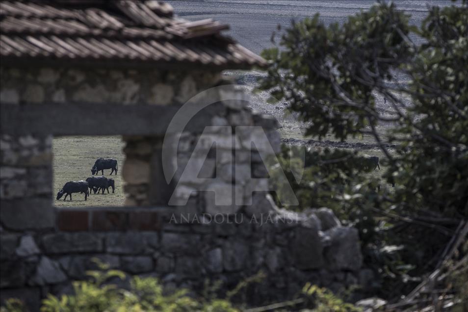 İstanbul, manda sütü üretiminin de merkezi
