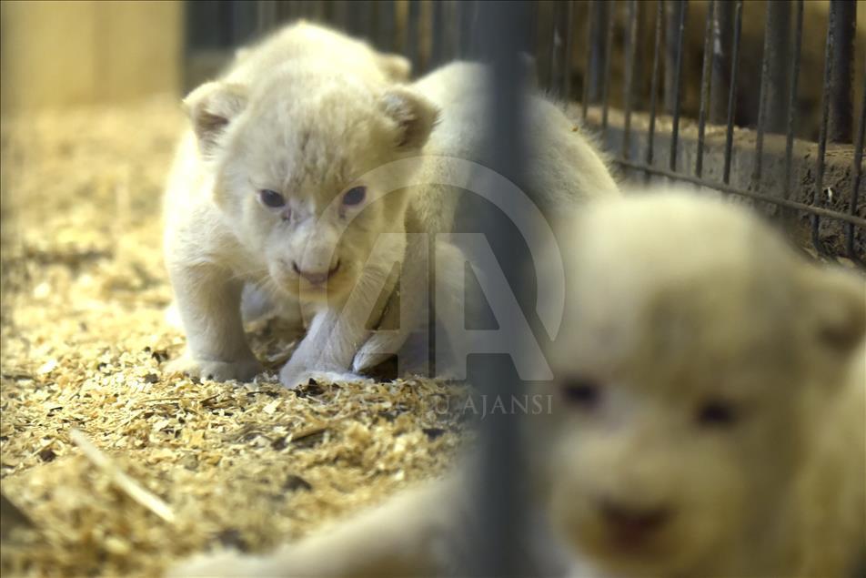 Polonya'da 4 beyaz aslan ile 3 beyaz kaplan dünyaya geldi
