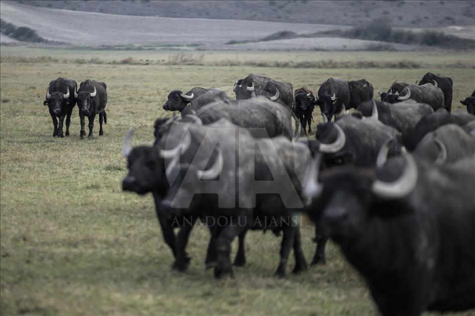 İstanbul, manda sütü üretiminin de merkezi