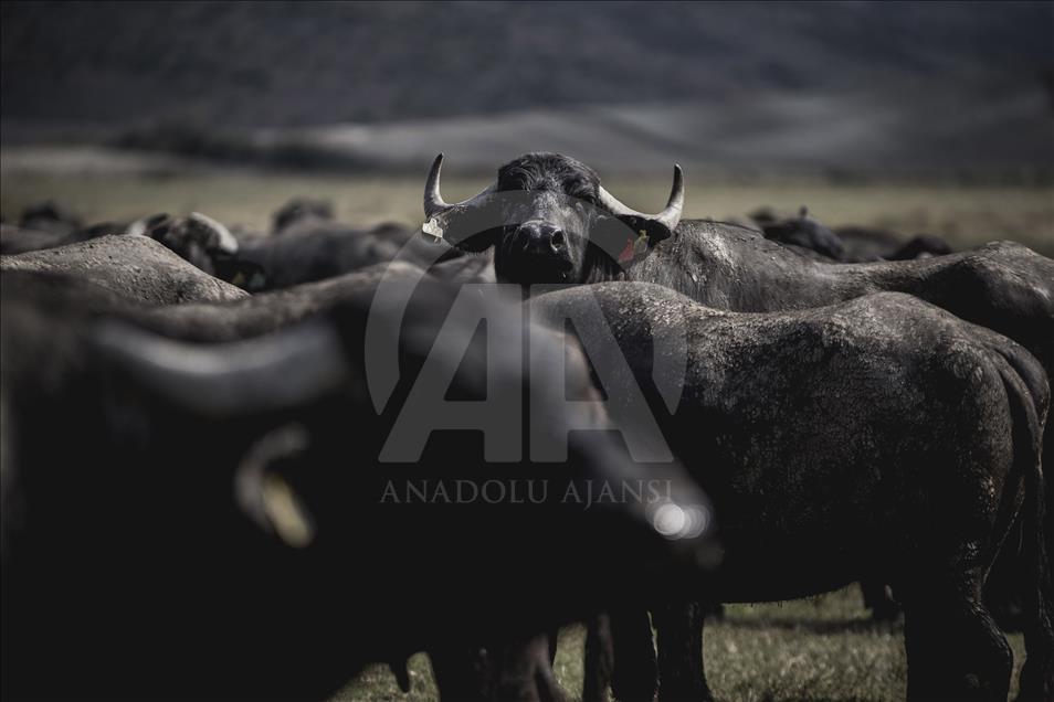 İstanbul, manda sütü üretiminin de merkezi