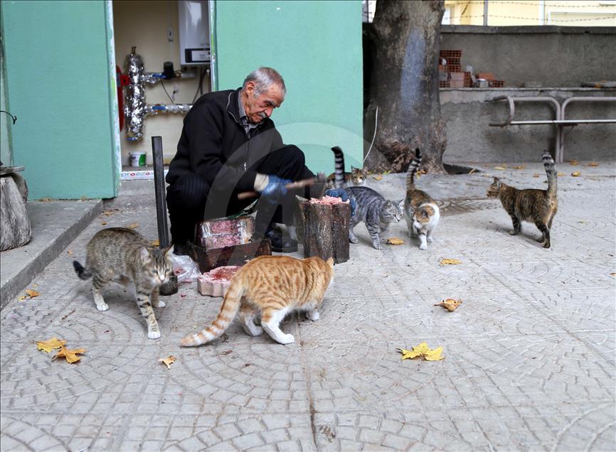 Sokak kedilerine çocuğu gibi bakıyor