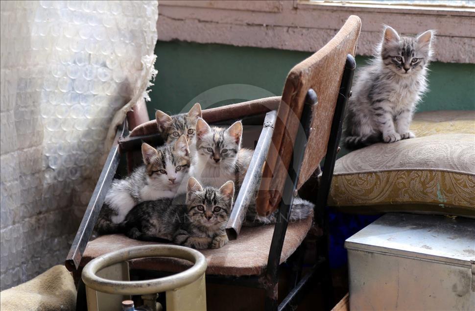 Sokak kedilerine çocuğu gibi bakıyor