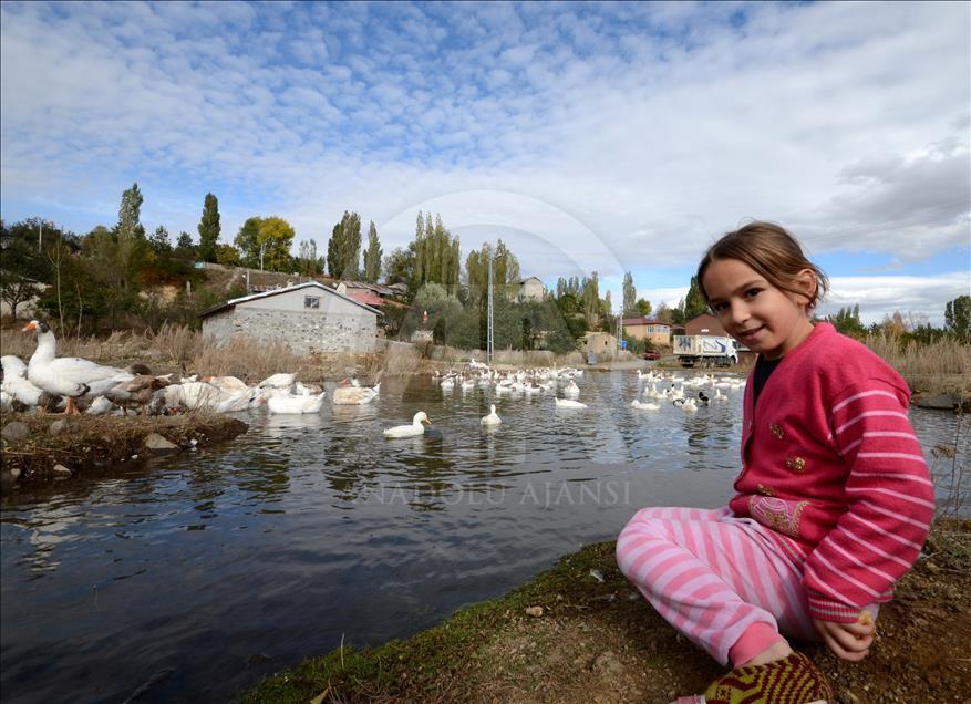Kars'ta kazlar besiye alındı