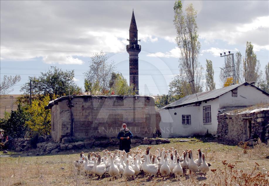 Kars'ta kazlar besiye alındı
