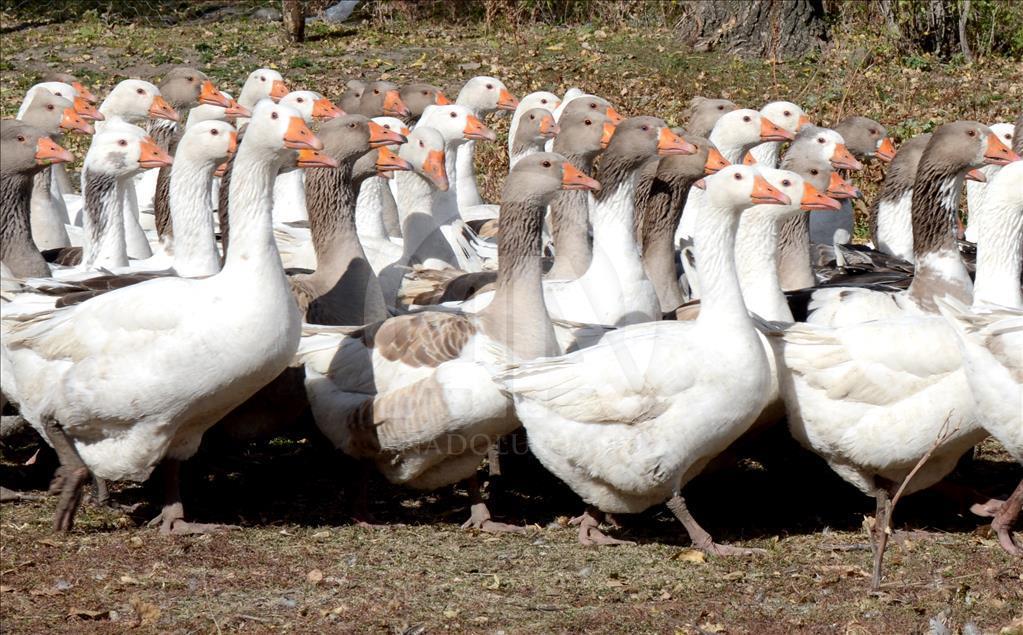 Kars'ta kazlar besiye alındı