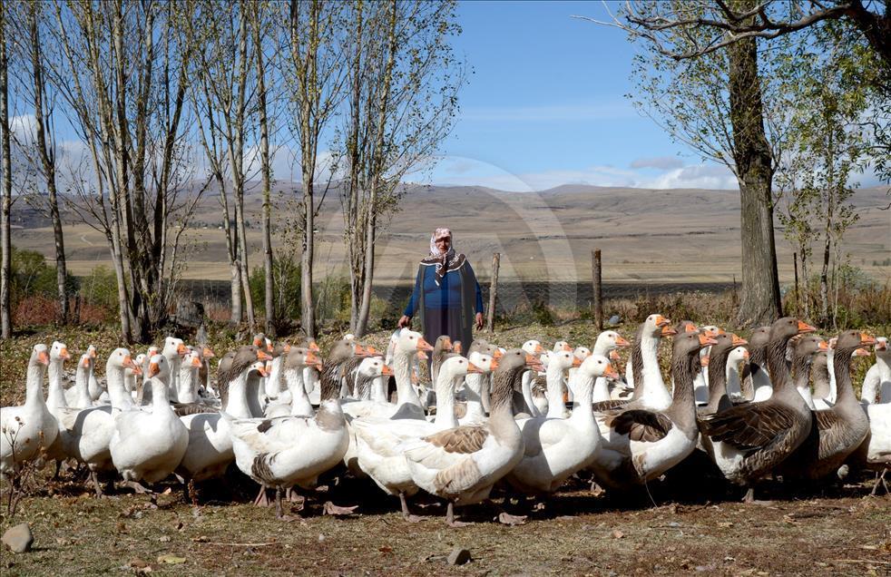 Kars'ta kazlar besiye alındı