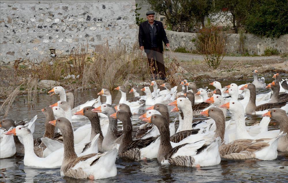 Kars'ta kazlar besiye alındı