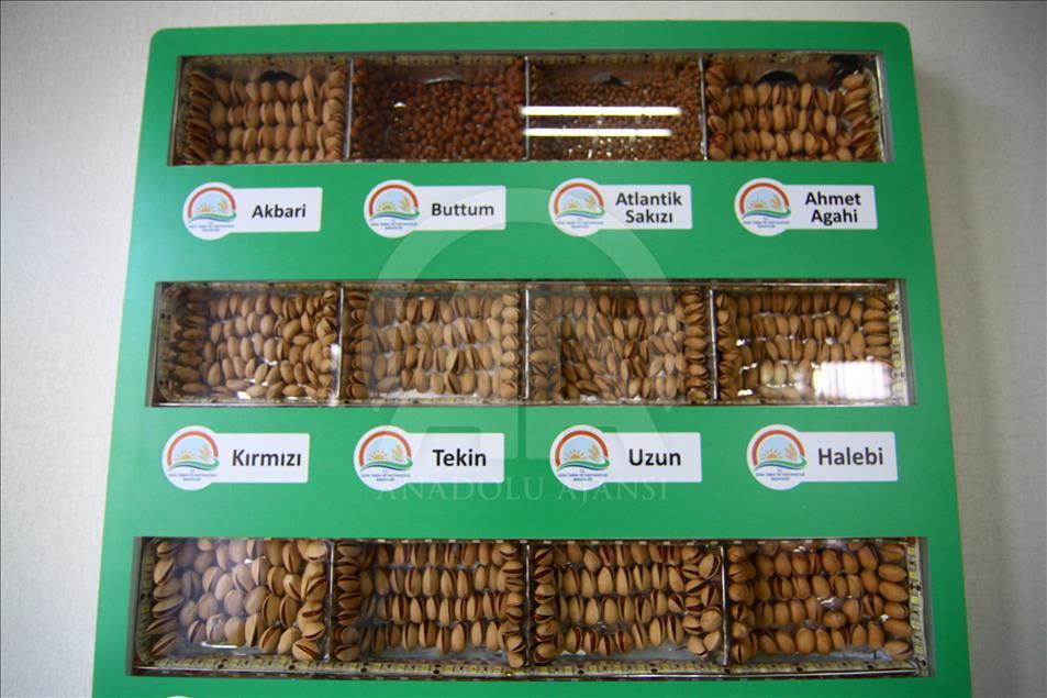 Antep fıstığı uluslararası piyasada iddialı