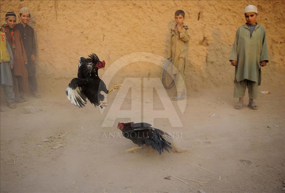 Pakistan'da horoz dövüşü 