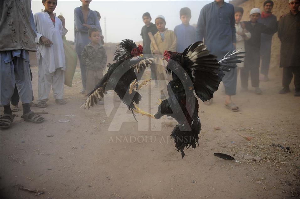 Pakistan'da horoz dövüşü 