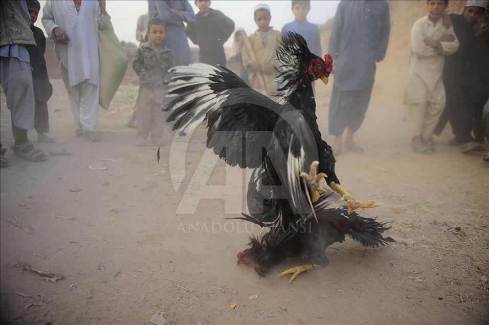 Pakistan'da horoz dövüşü 