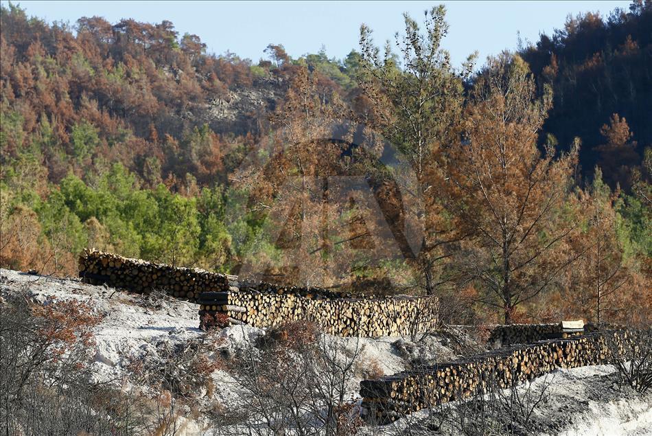 Ormanların "hızarlı" Sevinç'i