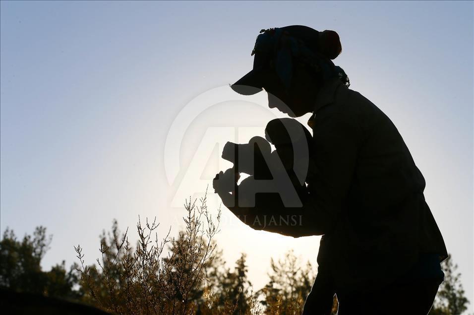Ormanların "hızarlı" Sevinç'i