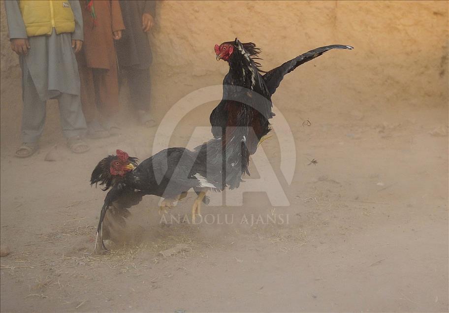 Pakistan'da horoz dövüşü 