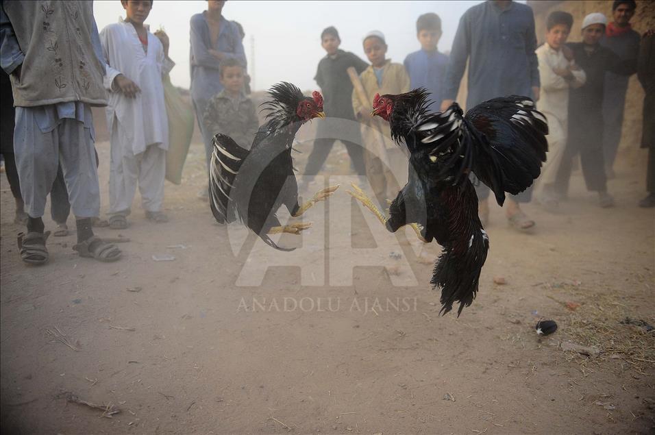 Pakistan'da horoz dövüşü 