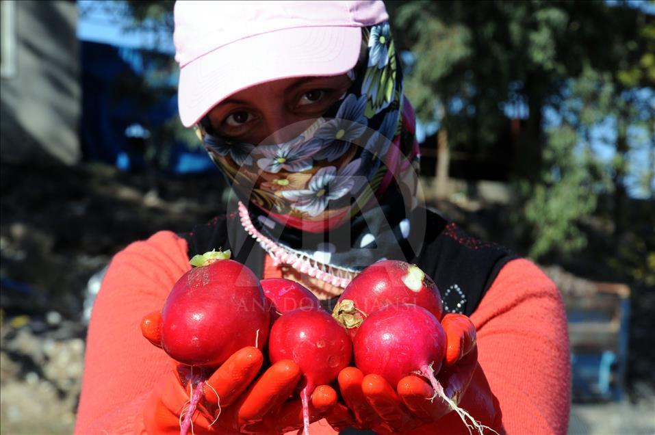 Turp diyarında hasat zamanı