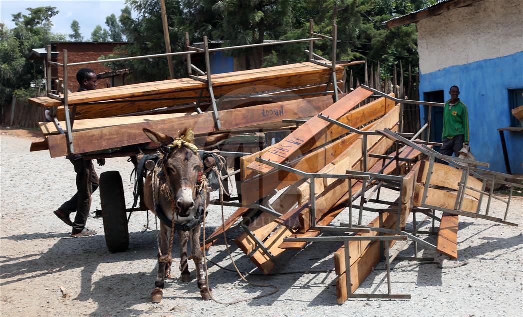 Dünyada en fazla eşek Etiyopya'da 