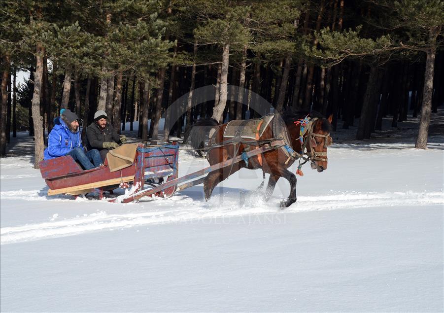 سورتمه سواری با اسب در قارص ترکیه