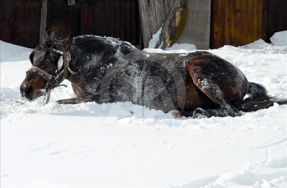 سورتمه سواری با اسب در قارص ترکیه