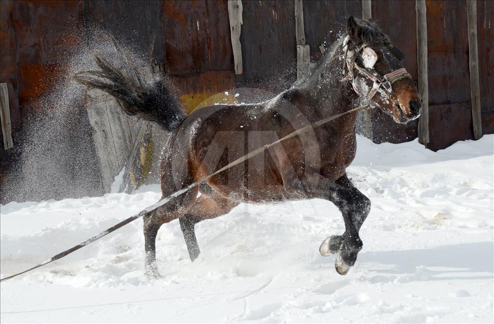 سورتمه سواری با اسب در قارص ترکیه