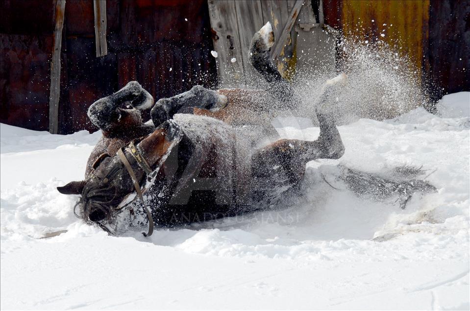 سورتمه سواری با اسب در قارص ترکیه