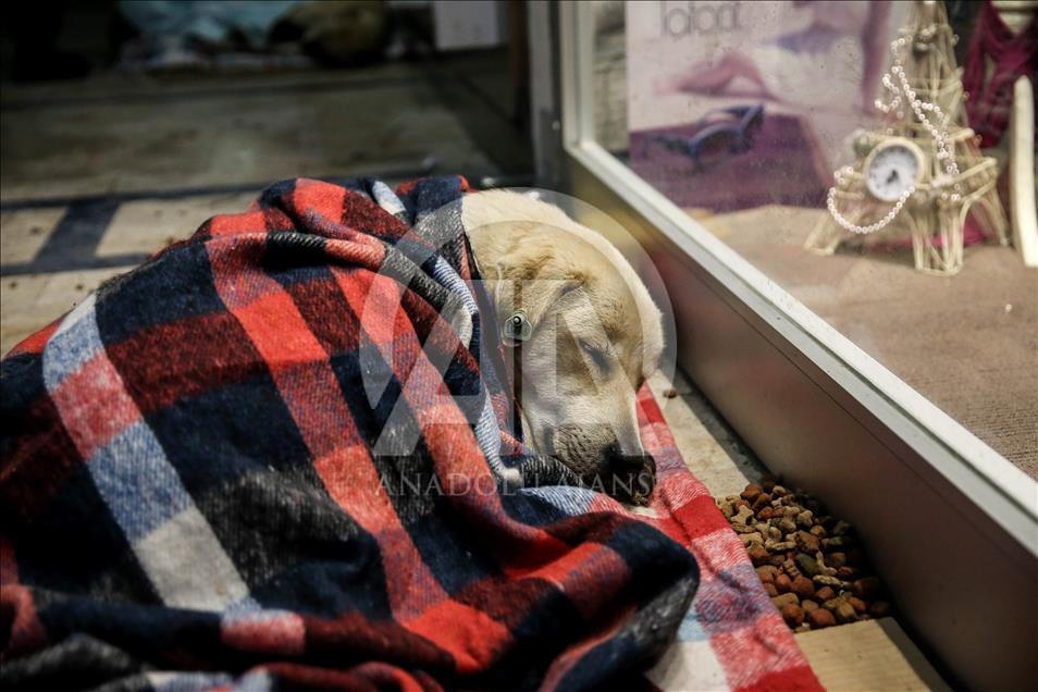Animals during winter in Istanbul