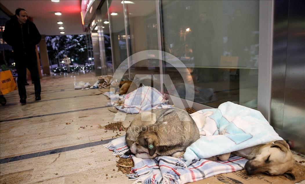 Animals during winter in Istanbul