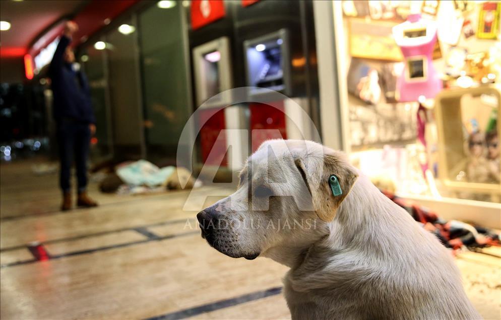 Animals during winter in Istanbul