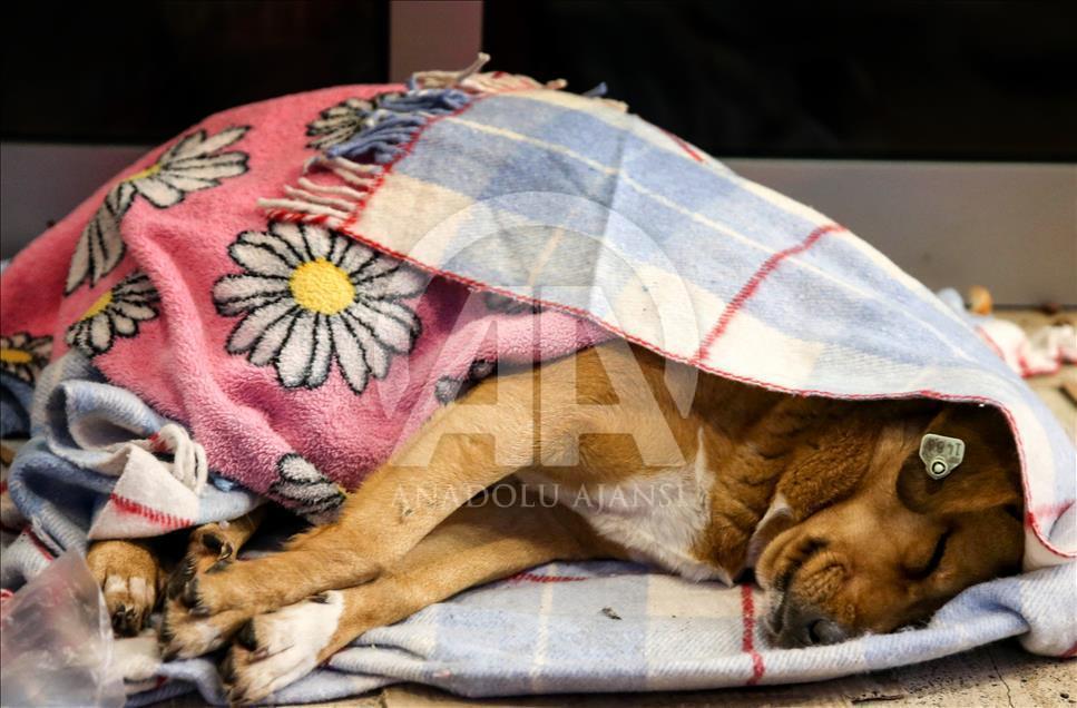 Animals during winter in Istanbul