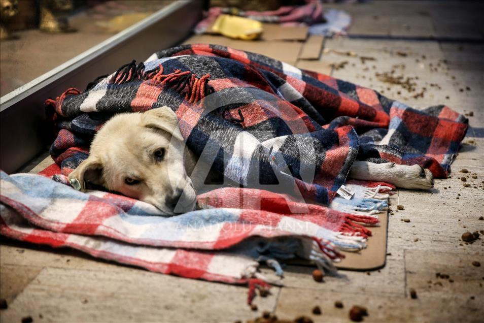 Animals during winter in Istanbul