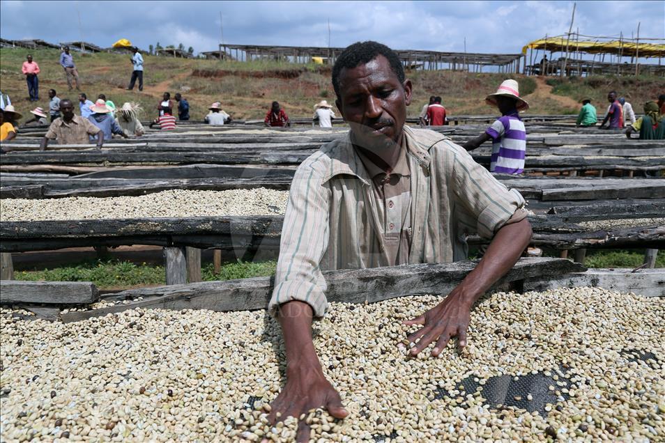 Coffee farm in Ethiopia