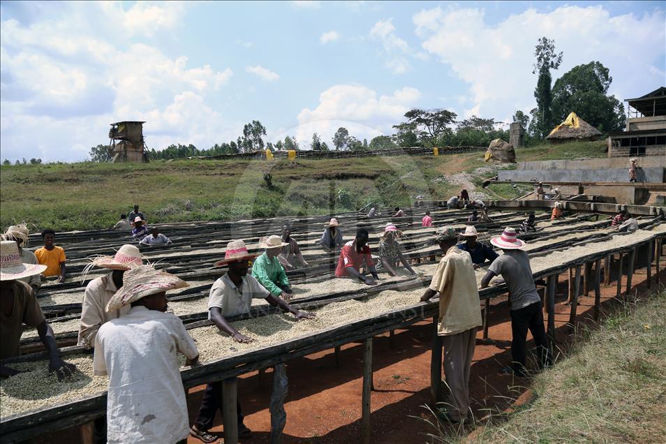 Coffee farm in Ethiopia