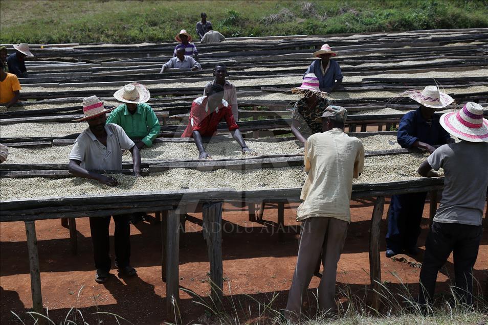 Coffee farm in Ethiopia