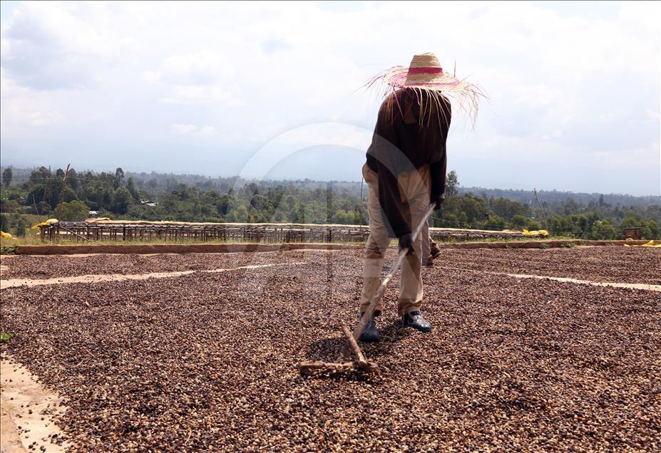 Coffee farm in Ethiopia