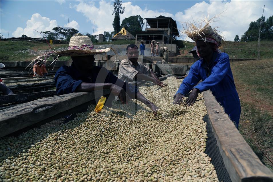 Coffee farm in Ethiopia