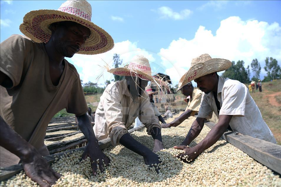 Coffee farm in Ethiopia