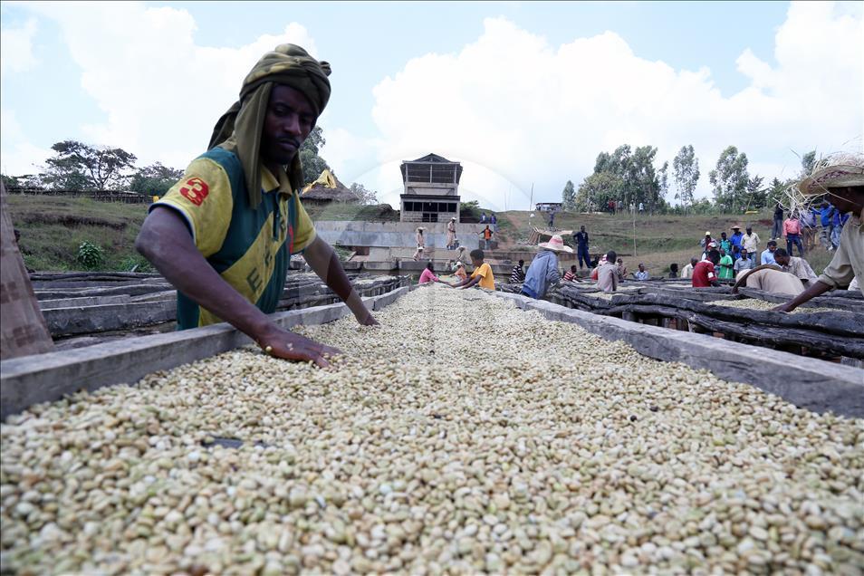 Coffee farm in Ethiopia